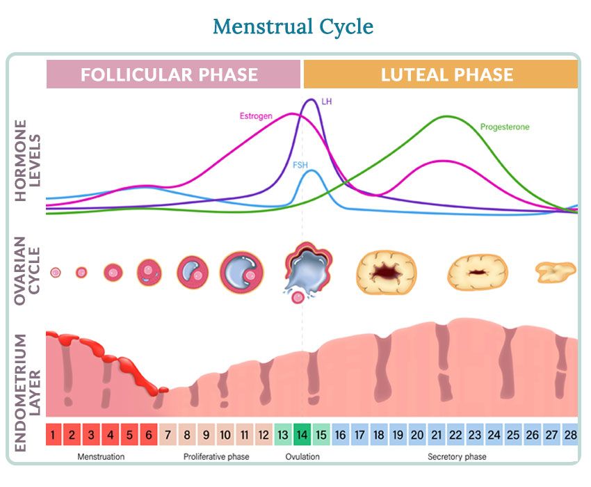 How To Treat Irregular Menstrual Cycle 17 Ways
