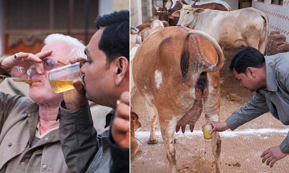 People drinking Gomutra 