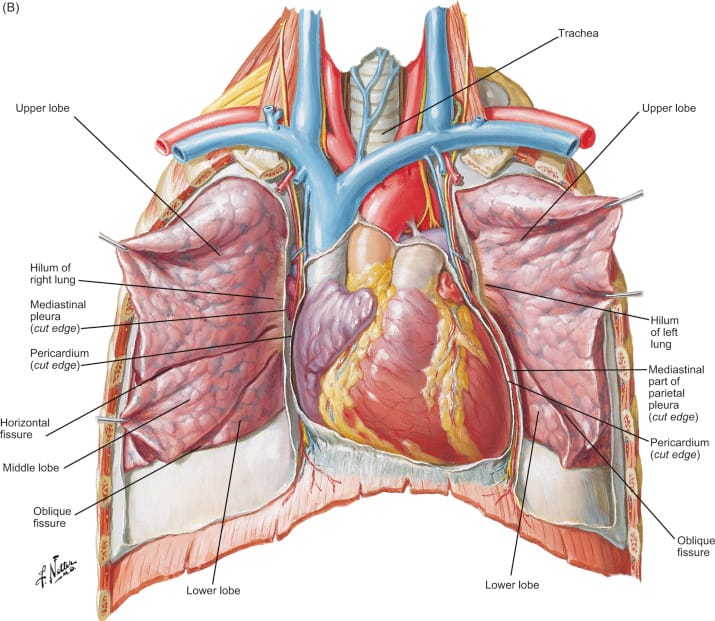 Internal Anatomy of Lungs