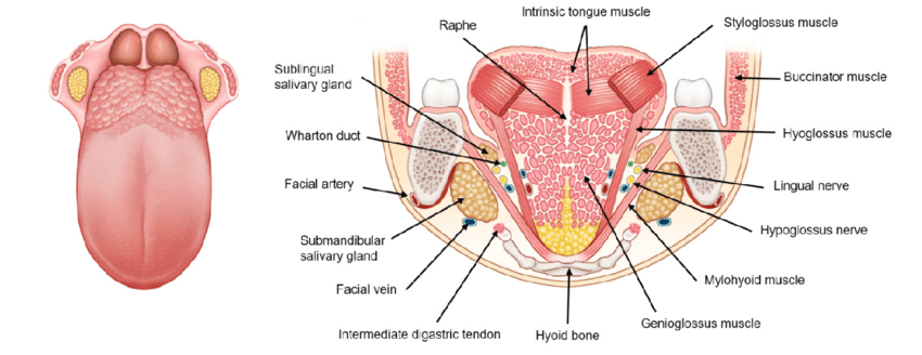 Tongue Anatomy: Base and mobile