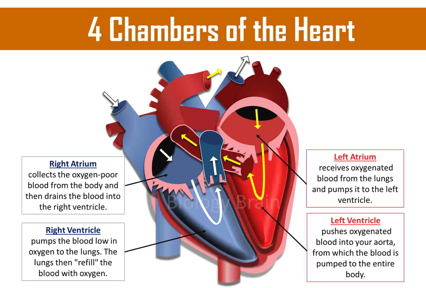  heart chambers