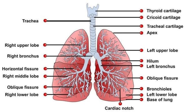Lungs Anatomy Diagram