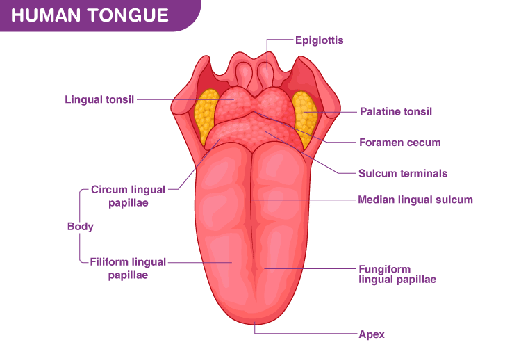 Tongue Anatomy