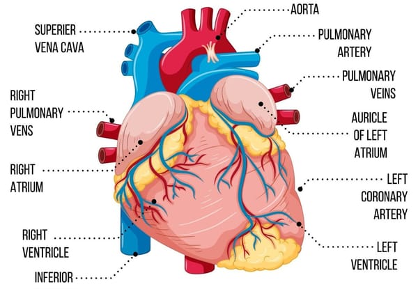 Human Heart 